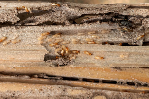 Best Pest Inspection Near Me  in Hampstead, MD
